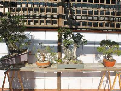 Alcuni bonsai con problemi che aspettano di essere curati e "rigenerati"
